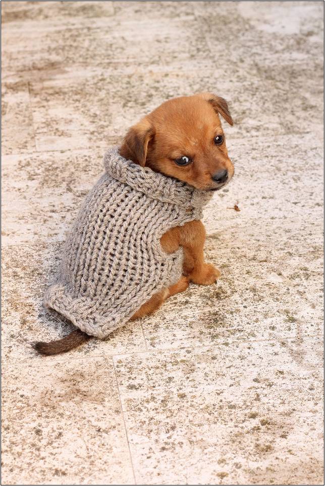 Crochet Pattern For Extra Small Dog Sweater